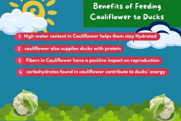 Benefits of Feeding Cauliflower to Ducks
