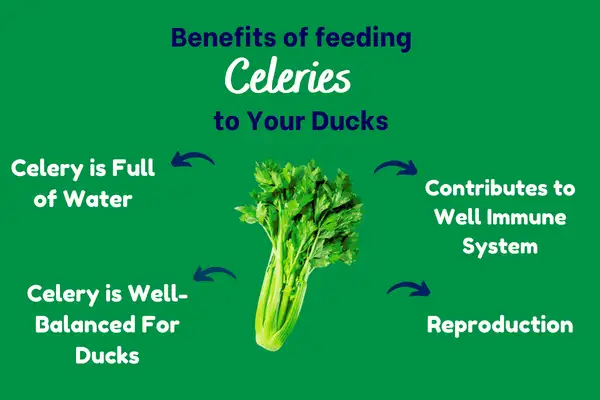 Benefits of Feeding Celeries to Your Ducks | A Go-To Food