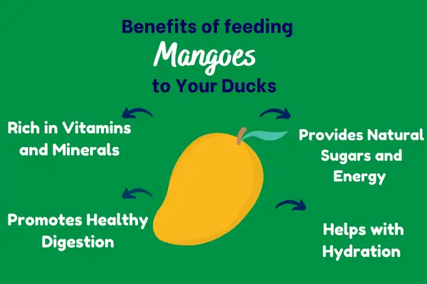 Benefits of Feeding Mangoes to Your Duck