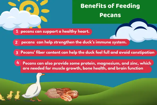 Benefits of Feeding Pecans
