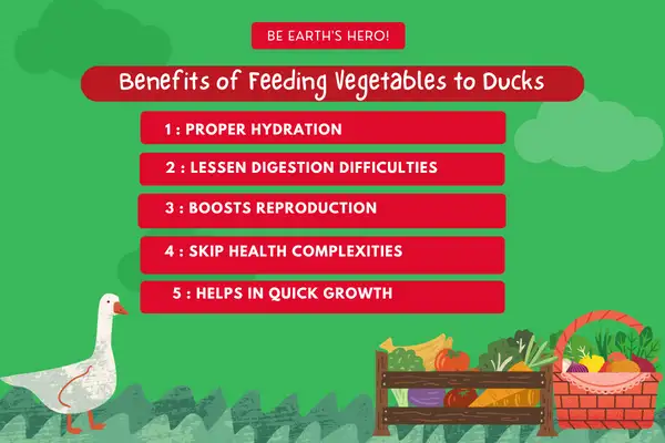 Benefits of Feeding Vegetables to Ducks