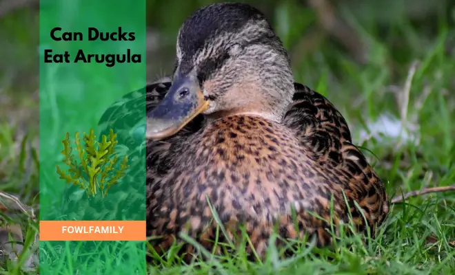 Can Ducks Eat Arugula? 7 Health Benefits!