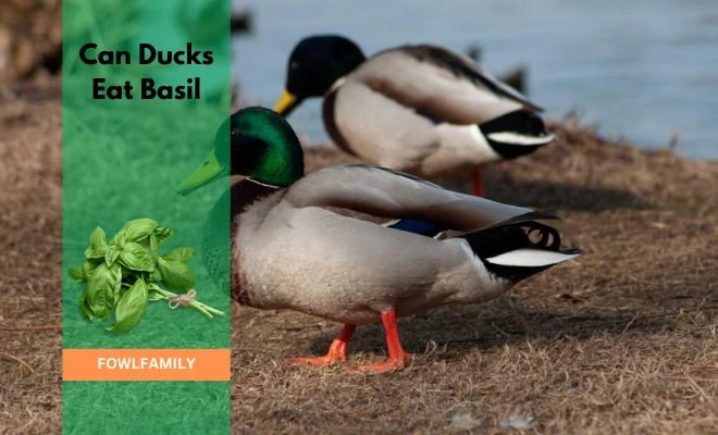 Can Ducks Eat Basil