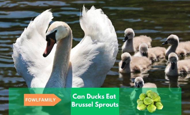 Can Ducks Eat Brussel Sprouts? Give The Cooked One!