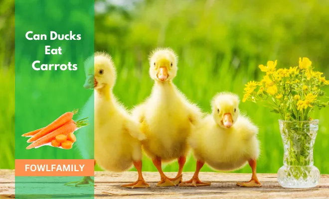 Do Ducks Eat carrots