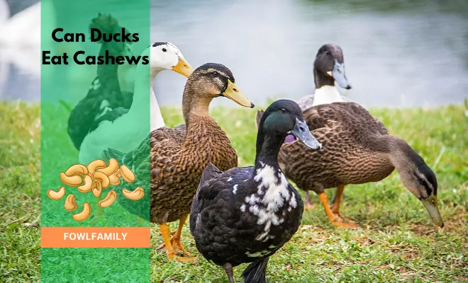 Can Ducks Eat Cashews? Be Aware of These 3 Significant Risk Factors!