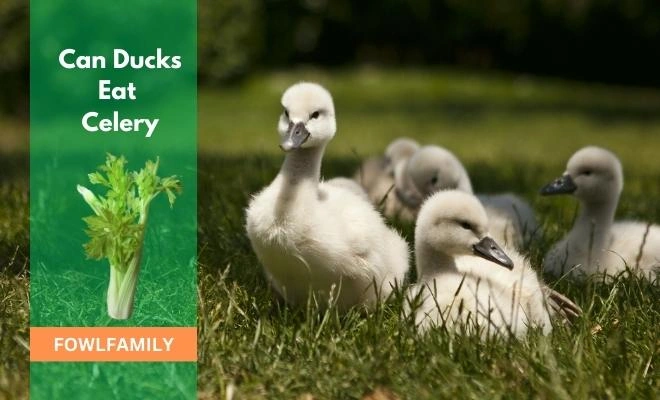 Can Ducks Eat Celery