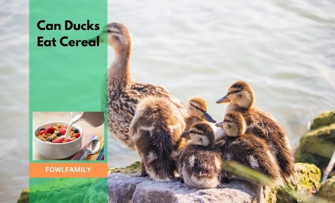 Can Ducks Eat Cereal
