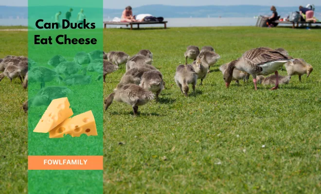 Can Ducks Eat Cheese? Yes, Fit To Be Eaten With Cautiousness!