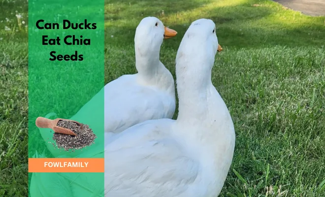 Can Ducks Eat Chia Seeds? Yes, It’s Nutritious!