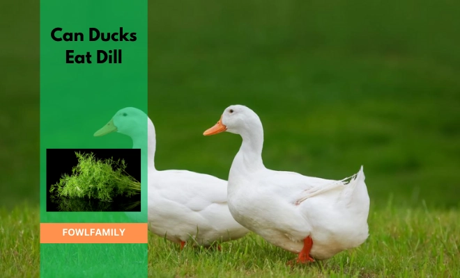 Can Ducks Eat Dill? A Nutritional Insight!