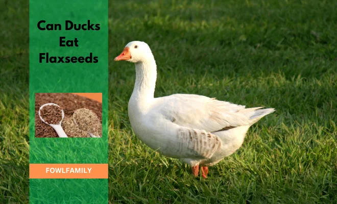Can Ducks Eat Flaxseeds? Yes, It’s Safe!
