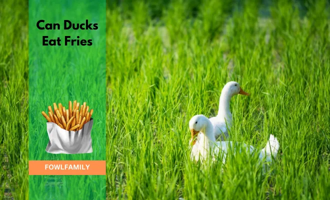 Can Ducks Eat Fries? A Big NO!
