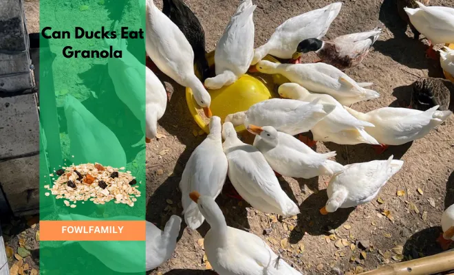 Can Ducks Eat Granola