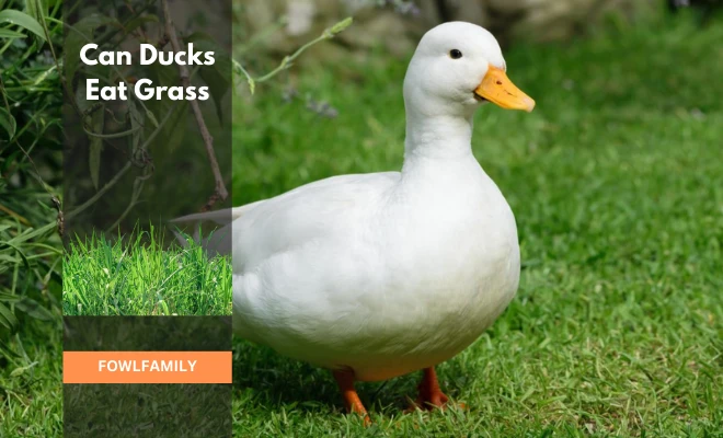 Can Ducks Eat Grass? Yes, Especially Beneficial for Baby Ducks