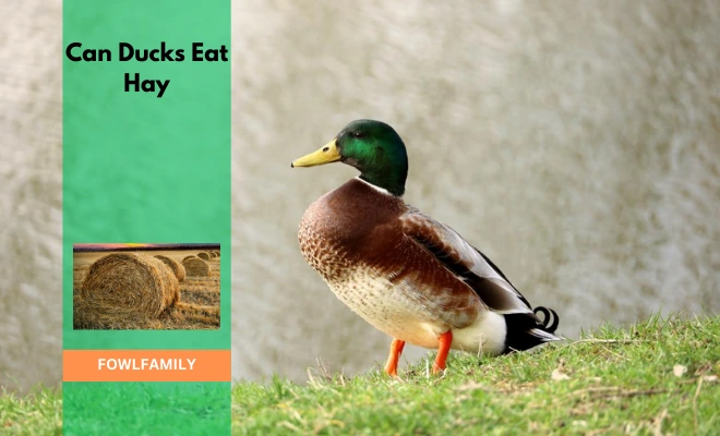 Can Ducks Eat Hay