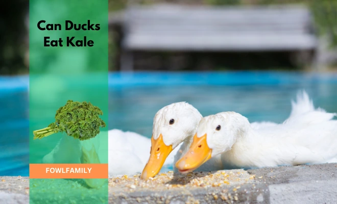 Can Ducks Eat Kale? Yes, It’s Healthy and Nutritious!