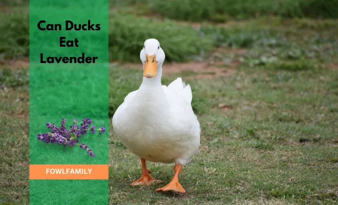 Can Ducks Eat Lavender? Yes, It Gives Calmness!