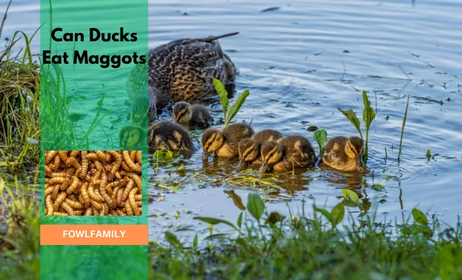 Can Ducks Eat Maggots? Readily They Forage For It!