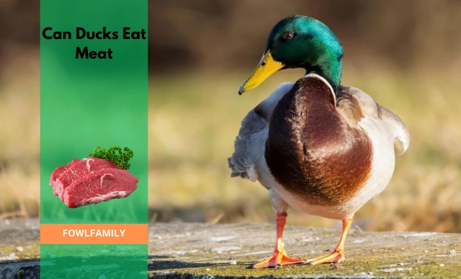 Can Ducks Eat Meat? Yes, They’re Cannibals!