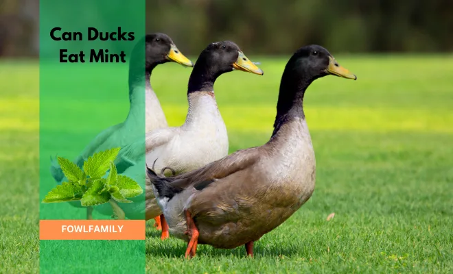 Can Ducks Eat Mint