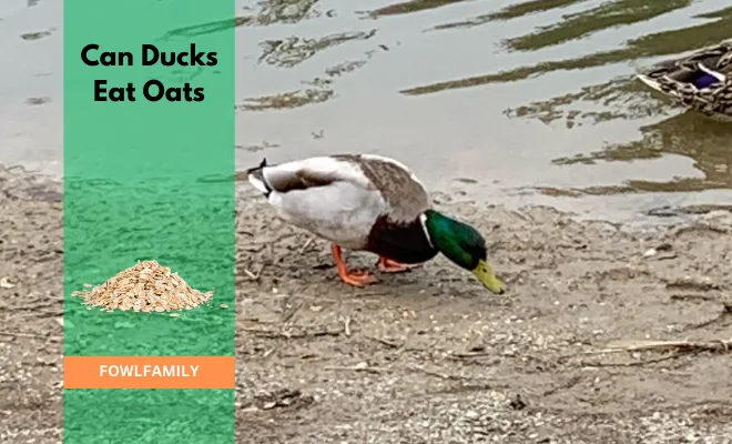 Can Ducks Eat Oats? Yes, It Comes With Essential Nutrients!