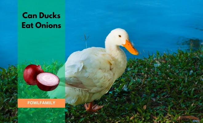 Can Ducks Eat Onions? No, There Are High Risks!