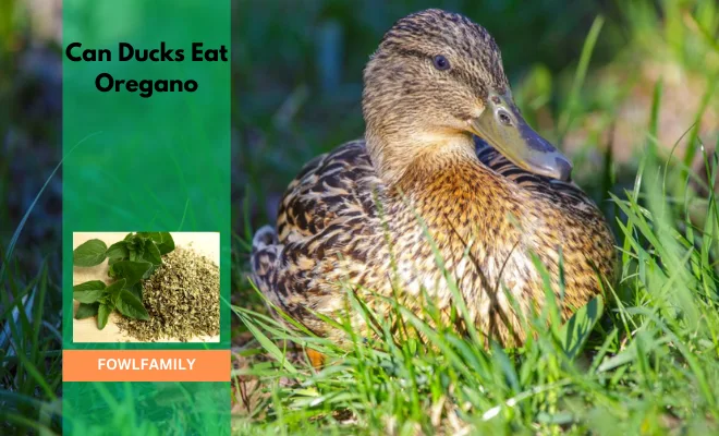 Can Ducks Eat Oregano? Yes, Both Fresh And Dried!