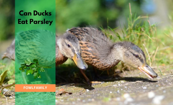 Can Ducks Eat Parsley? They’re On It!