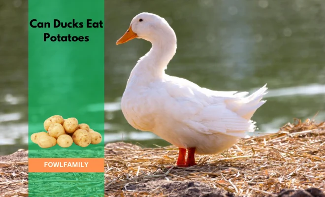 Can Ducks Eat Potatoes? Yes, Only The Boiled Potatoes!