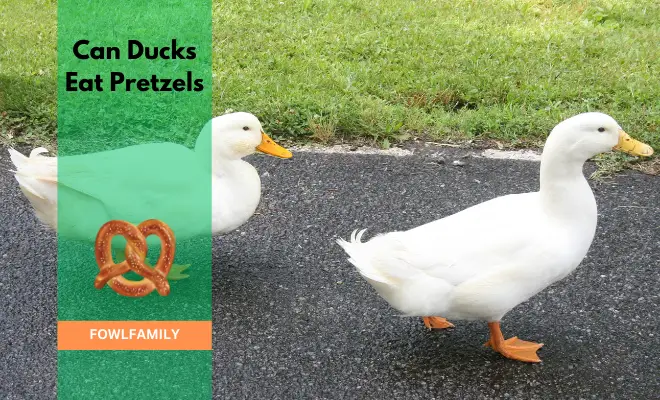 Can Ducks Eat Pretzels? No, It’s A Dangerous Delicacy!