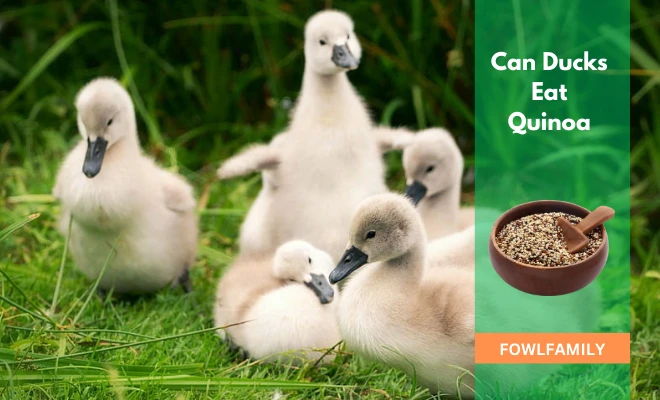 Can Ducks Eat Quinoa? Yes, It’s Highly Nutritional!