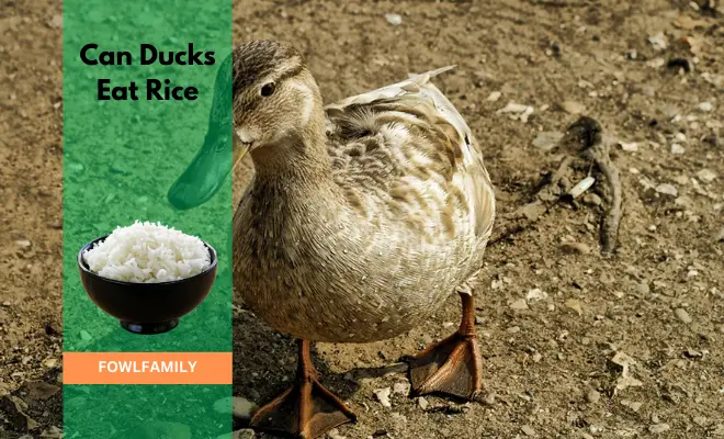 Can Ducks Eat Rice? A Limited Serving Size!