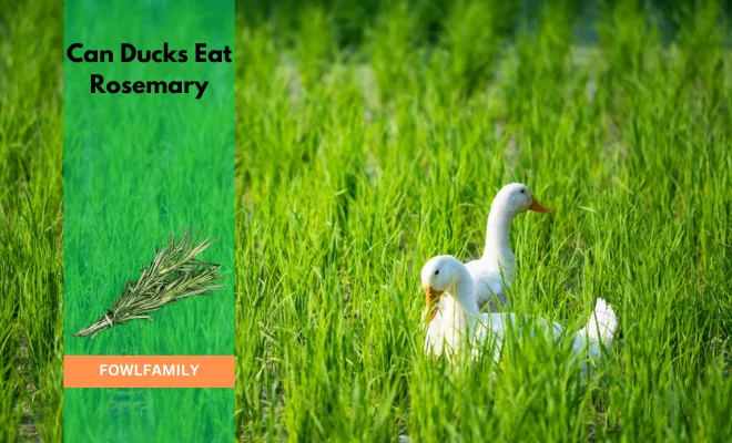 Can Ducks Eat Rosemary? It’s Safe with 7 Health Benefits