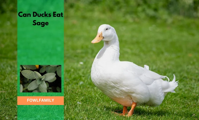 Can Ducks Eat Sage? 4 Benefits With Antibacterial Properties!