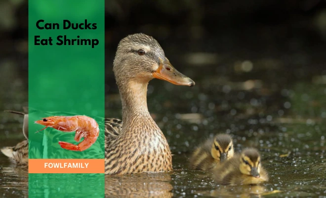 Can Ducks Eat Shrimp? Surely One of the Best Treat!