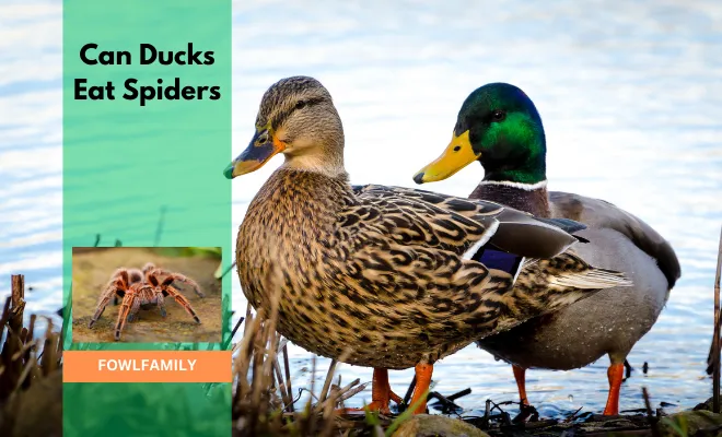 Do Ducks Eat Spiders? As Sure As Eggs Is Eggs!