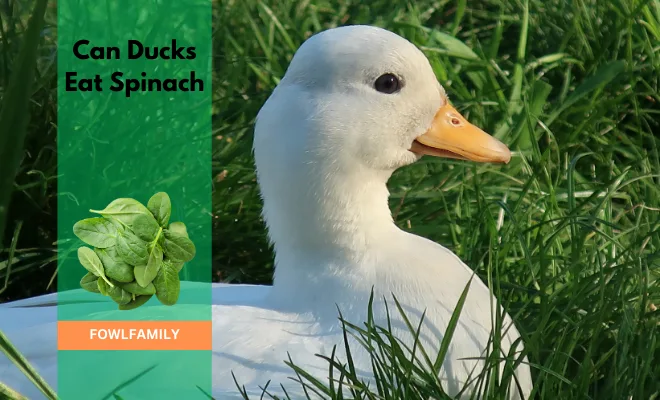 Can Ducks Eat Spinach? Yes, But A Limited Amount!