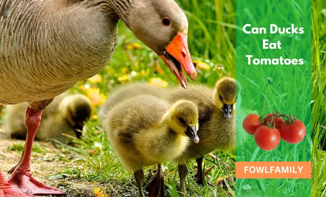 Can Ducks Eat Tomatoes? Yes, It’s Nutritious!