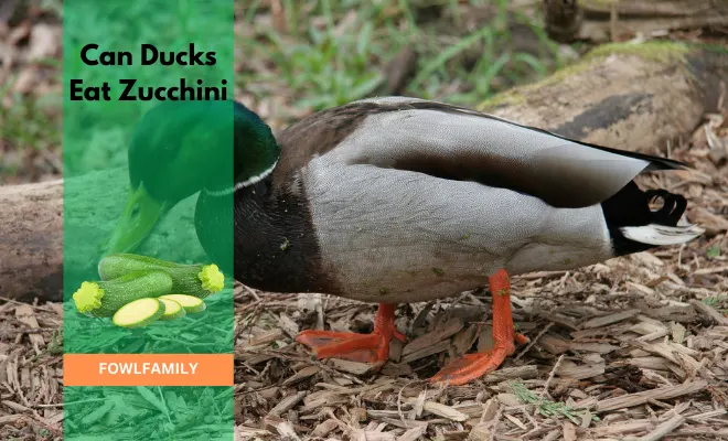 Can Ducks Eat Zucchini
