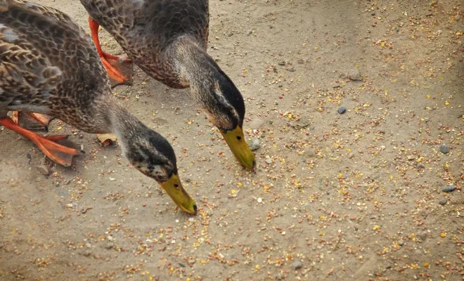 Can You Feed Your Duck Seeds