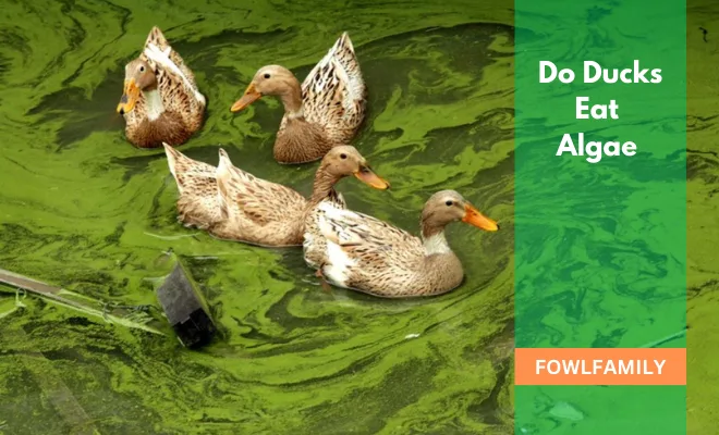Do Ducks Eat Algae? Yes, It’s A Common Food Source!