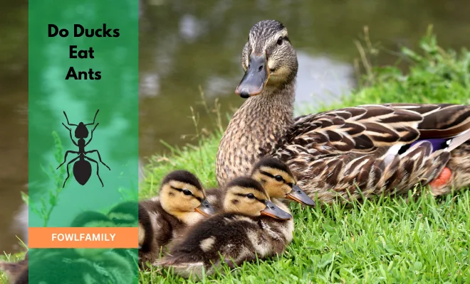 Do Ducks Eat Ants? A Quacking Conundrum