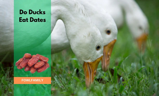 Do Ducks Eat Dates? Answer Against the Wave!
