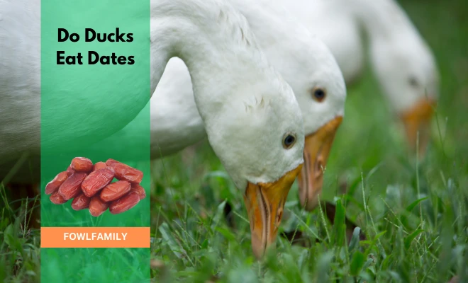 Do Ducks Eat Dates
