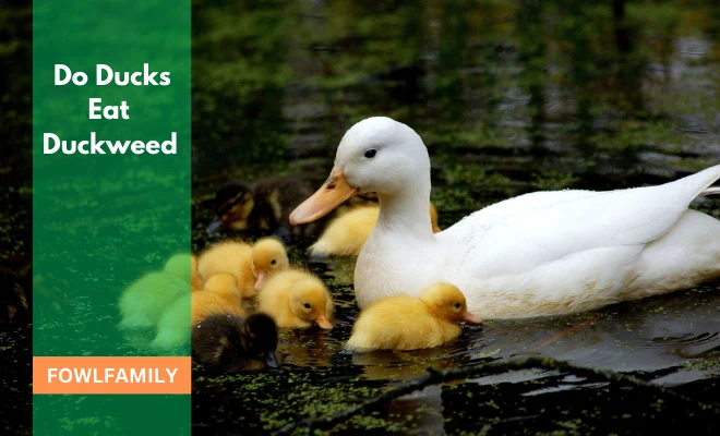 Do Ducks Eat Duckweed
