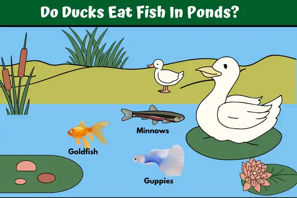 Do Ducks Eat Fish In Ponds?