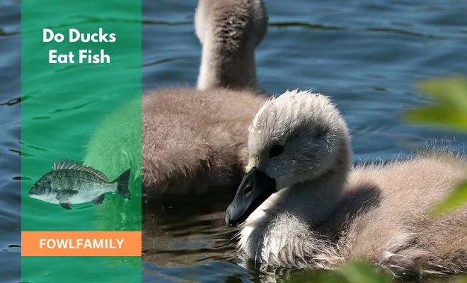 Do Ducks Eat Fish? Yes But Know These 3 Risks!