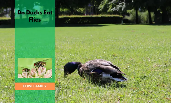 Do Ducks Eat Flies? Yes, All 4 Types are Good to Consume!