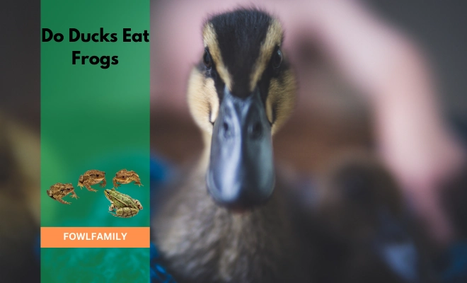 Do Ducks Eat Frogs